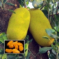 Kolkata Femous Sweet Jackfruit, Grafted Plant, কলকাতার বিখ্যাত মিষ্টি কাঁঠাল, कोलकाता की फेमस मीठे जैकफ्रूट, - 1-2 Feet Healthy Plant