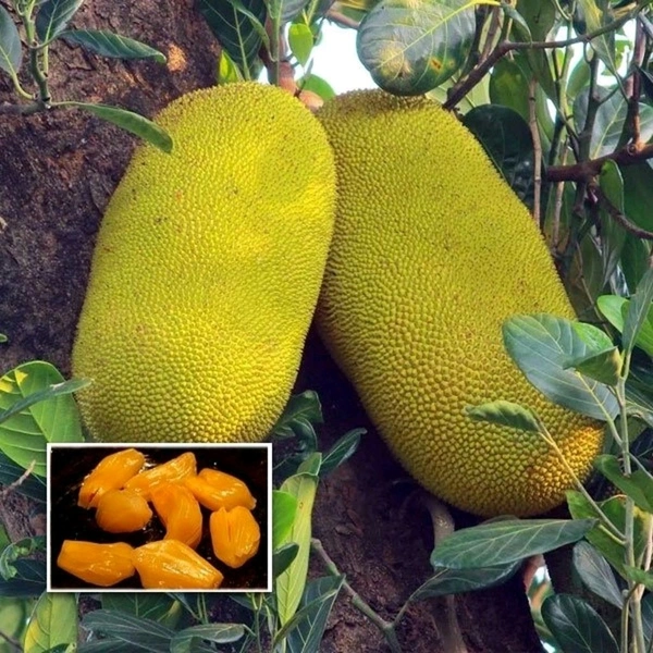 Kolkata Femous Sweet Jackfruit, Grafted Plant, কলকাতার বিখ্যাত মিষ্টি কাঁঠাল, कोलकाता की फेमस मीठे जैकफ्रूट, - 1-2 Feet Healthy Plant
