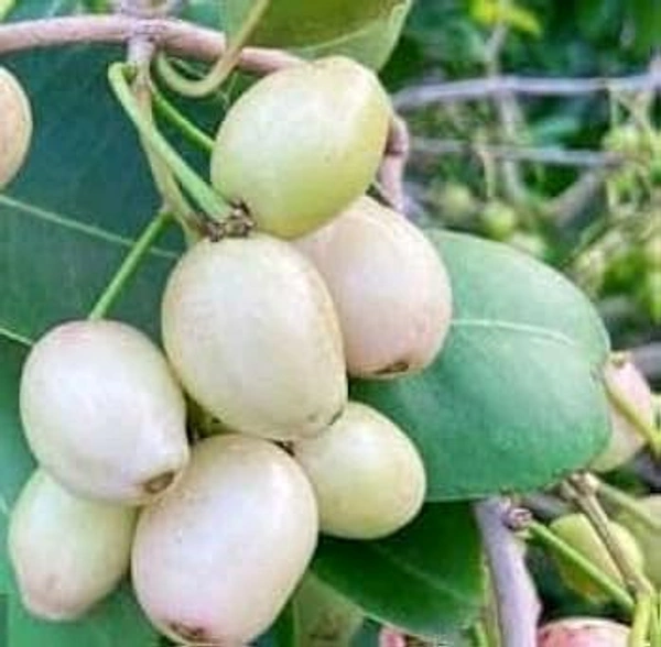 Thailand White Jamun, Grafted Plant, থাইল্যান্ডের সাদা জাম, थाईलैंड की सफेद जामुन - 1-3 Feet Healthy Plant