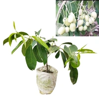 Thailand White Jamun, Grafted Plant, থাইল্যান্ডের সাদা জাম, थाईलैंड की सफेद जामुन - 1-3 Feet Healthy Plant