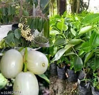 Thailand White Jamun, Grafted Plant, থাইল্যান্ডের সাদা জাম, थाईलैंड की सफेद जामुन - 1-3 Feet Healthy Plant