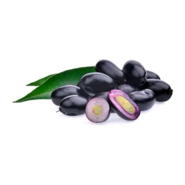 Thailand Black Jamun, (Grafted/Airlearing) Mature Plant, থাইল্যান্ড কালোজাম, थाईलैंड की ब्लैक जामुन - 1-4 Feet Mature Plant