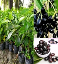 Thailand Black Jamun, (Grafted/Airlearing) Mature Plant, থাইল্যান্ড কালোজাম, थाईलैंड की ब्लैक जामुन - 1-4 Feet Mature Plant