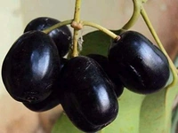 Thailand Black Jamun, (Grafted/Airlearing) Mature Plant, থাইল্যান্ড কালোজাম, थाईलैंड की ब्लैक जामुन - 1-4 Feet Mature Plant
