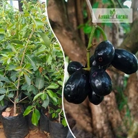 Thai King Jamun Grafted Plant (2 Kg For 10 Jamun), থাই কিং জাম, थाई किंग जामुन - 1-3feet Grafted Mature Plant