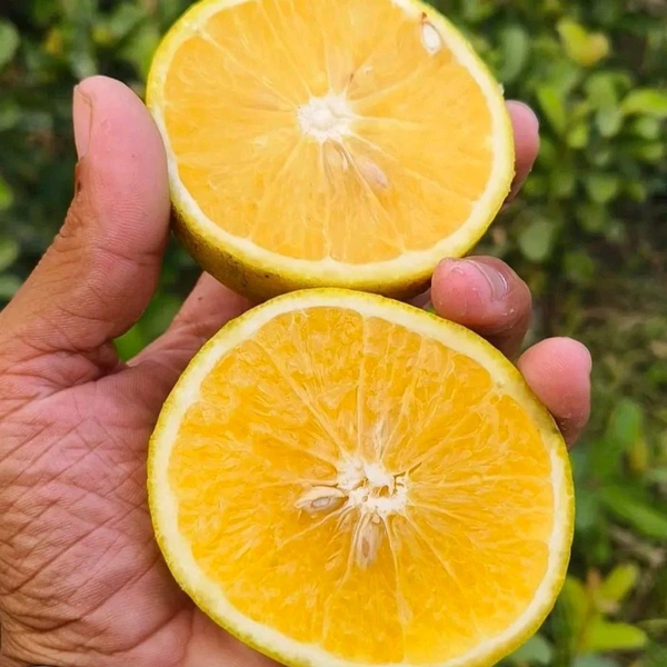 Yellow Malta Plant,All Time Sweet Variety, Grafted Mature Plant, Ready For fruiting 