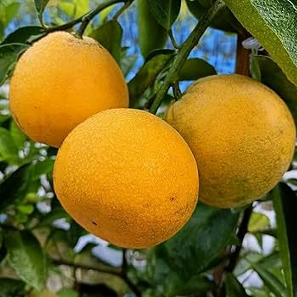 Yellow Malta Plant,All Time Sweet Variety, Grafted Mature Plant, Ready For fruiting 