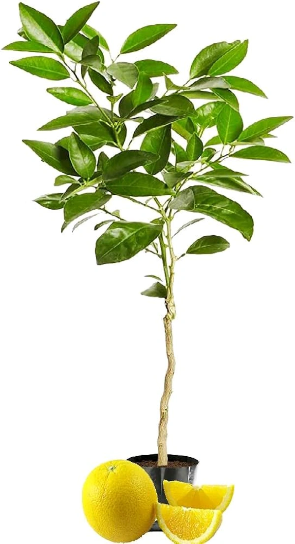 Yellow Malta Plant,All Time Sweet Variety, Grafted Mature Plant, Ready For fruiting 