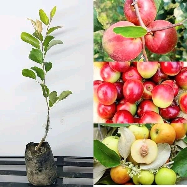 MISS INDIA APPLE BER , Grafted Plant 