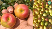 MISS INDIA APPLE BER , Grafted Plant 