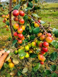 MISS INDIA APPLE BER , Grafted Plant 