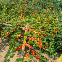 MISS INDIA APPLE BER , Grafted Plant 