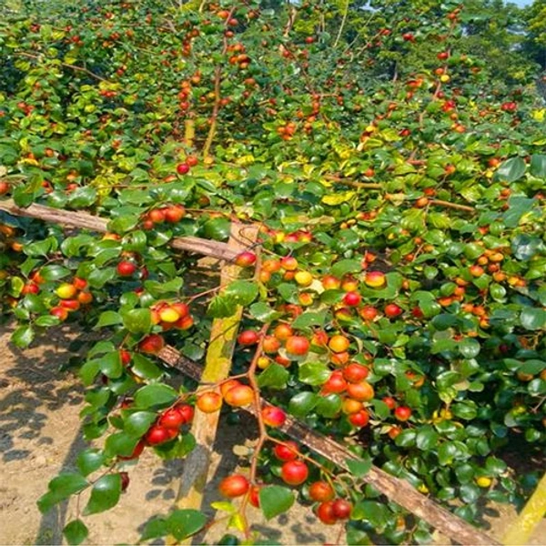 MISS INDIA APPLE BER , Grafted Plant 