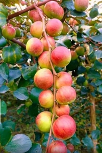 MISS INDIA APPLE BER , Grafted Plant 