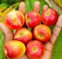 MISS INDIA APPLE BER , Grafted Plant 