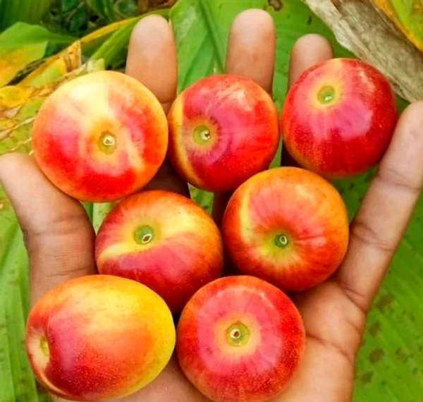 MISS INDIA APPLE BER , Grafted Plant 