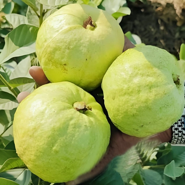 GOLDEN 8 GUAVA, Grafted Mature Plant, 