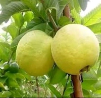 GOLDEN 8 GUAVA, Grafted Mature Plant, 