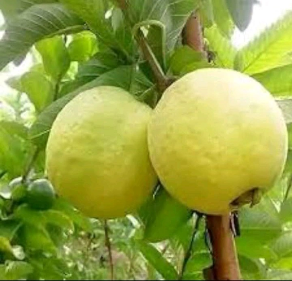 GOLDEN 8 GUAVA, Grafted Mature Plant, 