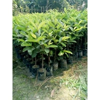 GOLDEN 8 GUAVA, Grafted Mature Plant, 