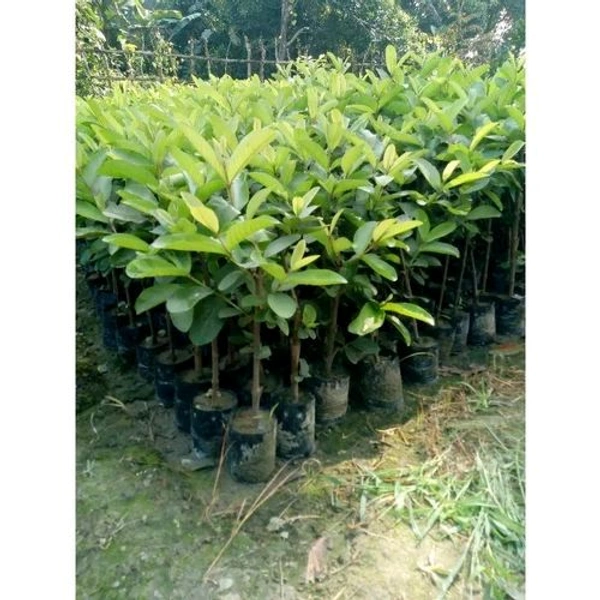 GOLDEN 8 GUAVA, Grafted Mature Plant, 