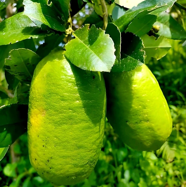 Gandharaj Lemon, KOLKATA Femous, BEST Smell And Taste,Big Size Fruiting 