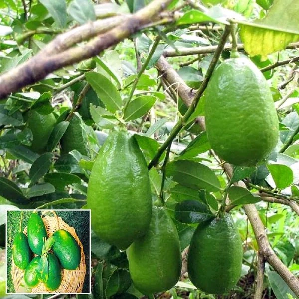 Gandharaj Lemon, KOLKATA Femous, BEST Smell And Taste,Big Size Fruiting 