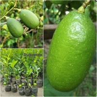 Gandharaj Lemon, KOLKATA Femous, BEST Smell And Taste,Big Size Fruiting 