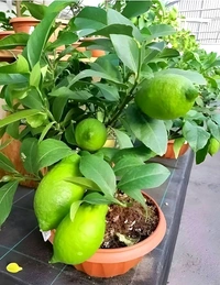 Gandharaj Lemon, KOLKATA Femous, BEST Smell And Taste,Big Size Fruiting 