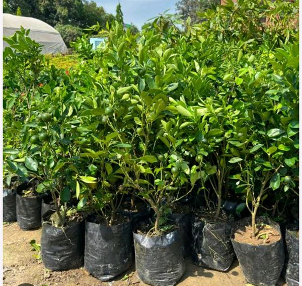 Gandharaj Lemon, KOLKATA Femous, BEST Smell And Taste,Big Size Fruiting 