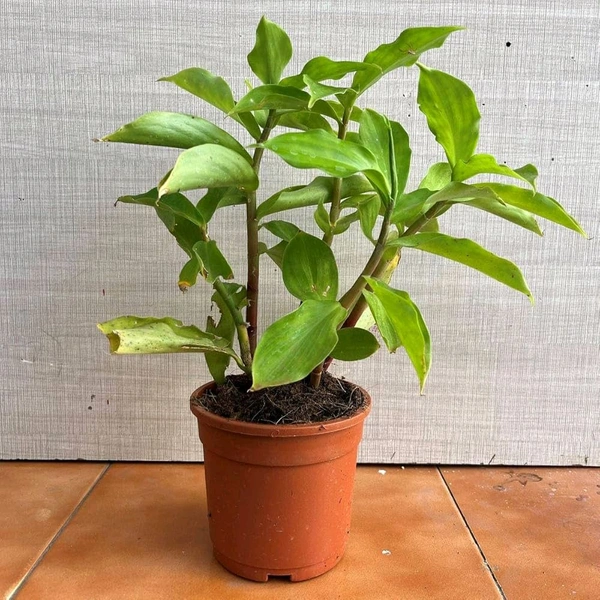 Natural Insulin Plant, People with diabetes can chew the leaves and eat them or make juice from them. This is a natural insulin plant.