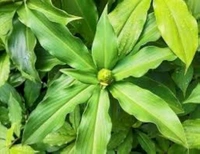 Natural Insulin Plant, People with diabetes can chew the leaves and eat them or make juice from them. This is a natural insulin plant.