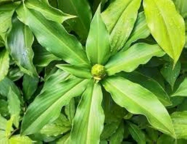 Natural Insulin Plant, People with diabetes can chew the leaves and eat them or make juice from them. This is a natural insulin plant.
