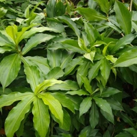 Natural Insulin Plant, People with diabetes can chew the leaves and eat them or make juice from them. This is a natural insulin plant.