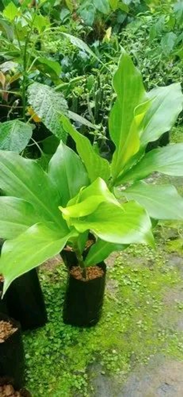Natural Insulin Plant, People with diabetes can chew the leaves and eat them or make juice from them. This is a natural insulin plant.