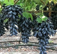 Krishna Black Seedless Sweet Grapes Plant,This plant is made from a cutting of a mature fruiting tree.