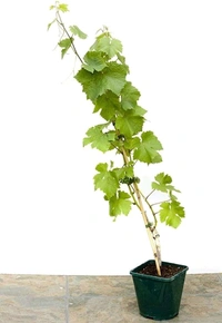 Krishna Black Seedless Sweet Grapes Plant,This plant is made from a cutting of a mature fruiting tree.