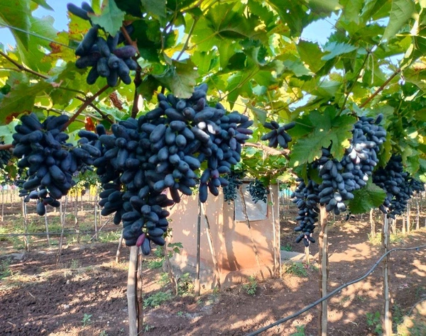 Krishna Black Seedless Sweet Grapes Plant,This plant is made from a cutting of a mature fruiting tree.