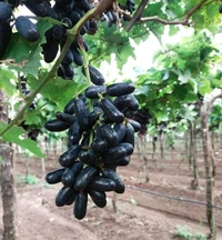 Krishna Black Seedless Sweet Grapes Plant,This plant is made from a cutting of a mature fruiting tree.
