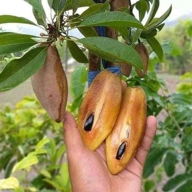 Chiku Plant/ Sapota/Sobeda