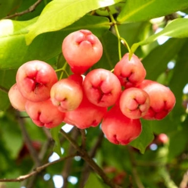 WATER APPLE ( জামরুল)