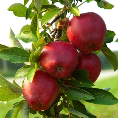 Apple Plant (আপেল)