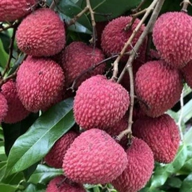 Litchi (লিচু)