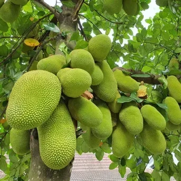 Jackfruit