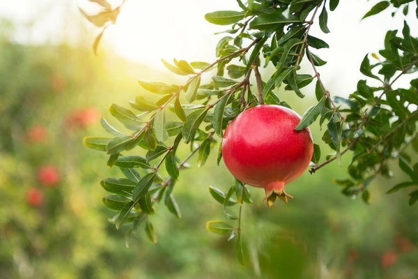 Pomegranate 
