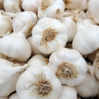 Garlic -  - 