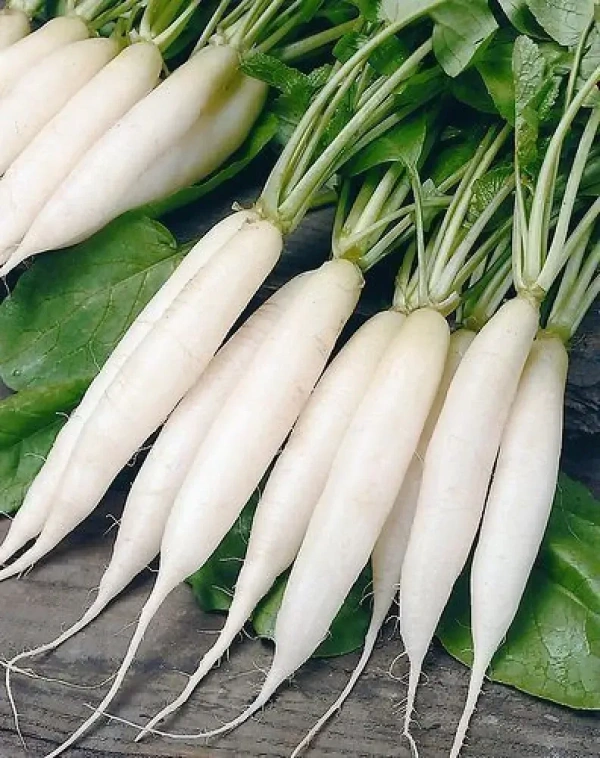 Radish - 
