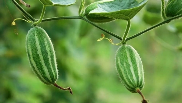 Parval - 1Kg