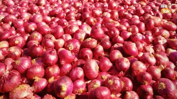 Onion  - 