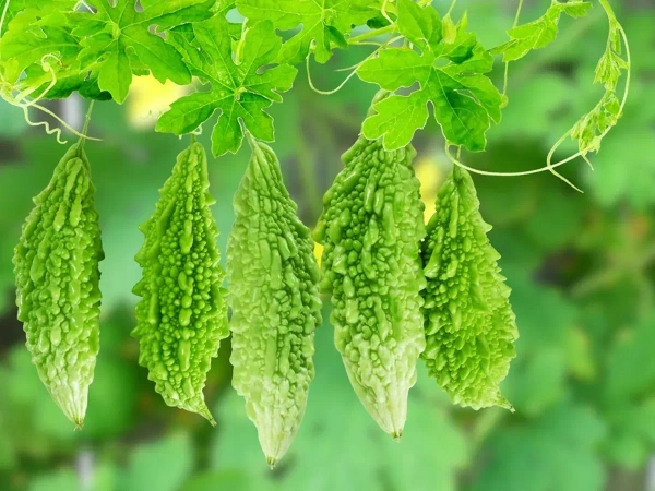Bitter Gourd - 1kg